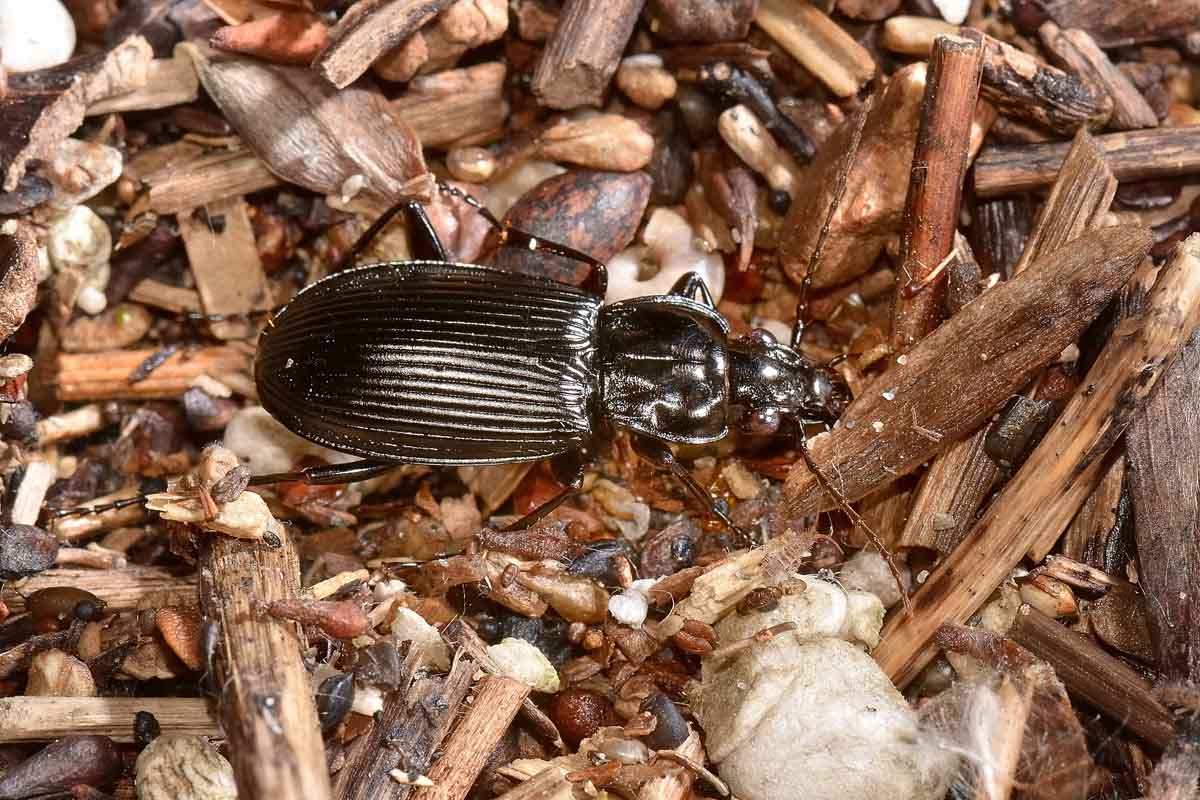 Pterostichus niger - Carabidae